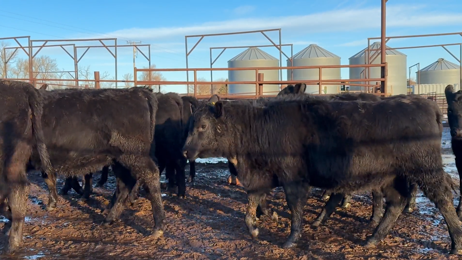 630 lb, fancy, jet black, Bangs vaccinated, home raised, 1 iron!-BS1217B5